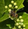 Ectophasia sp.